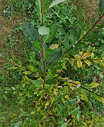 IMG_7262