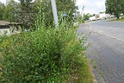 IMG_7274