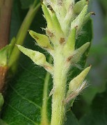 IMG_7280b