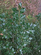 IMG_7293s