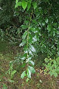 IMG_7298s