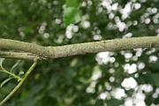 IMG_7299