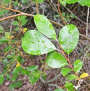 IMG_7301s
