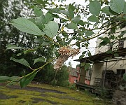IMG_7305