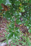 IMG_7311
