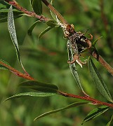 IMG_2074