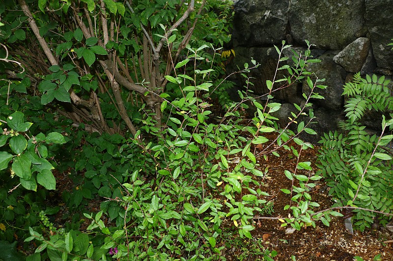 IMG_6756.JPG