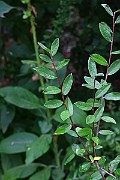 IMG_6751