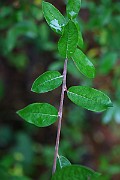 IMG_6755