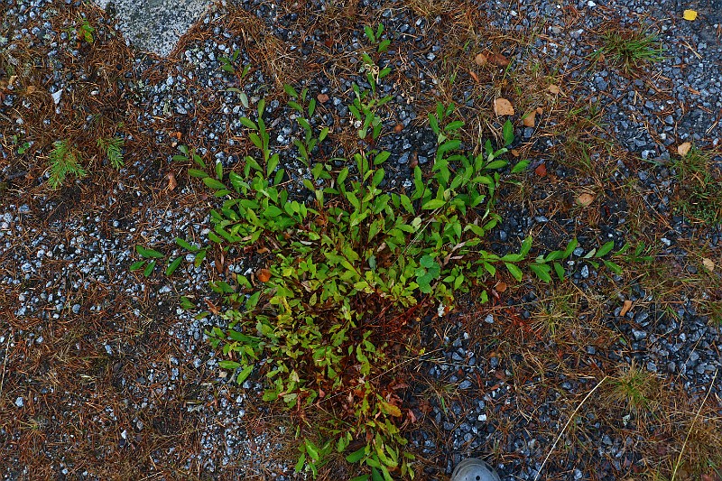 IMG_7130.JPG