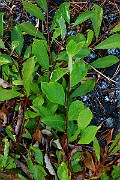 IMG_7131