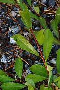 IMG_7132