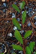 IMG_7133