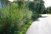 IMG_1496