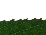 IMG_6941