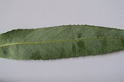 IMG_7254