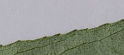 IMG_7255