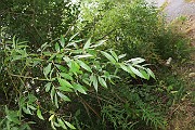 Salix alba var. caerulea