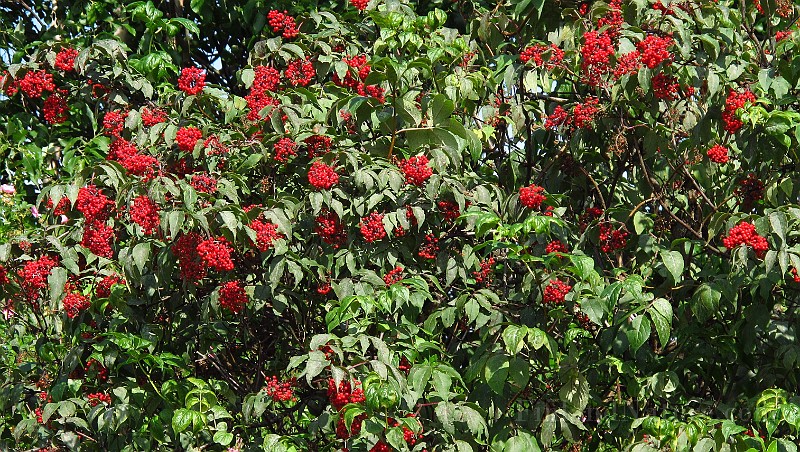 IMG_3252.JPG