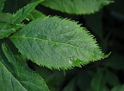 IMG_2816