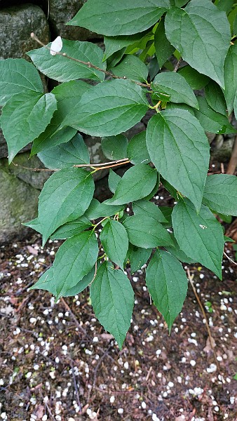 20200730_153620.jpg
