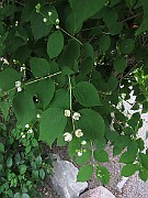IMG_7219