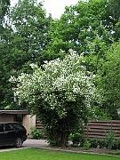 IMG_7232