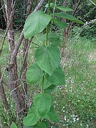 IMG_8400
