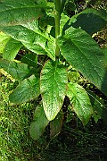 IMG_1482