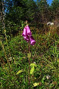 IMG_2528