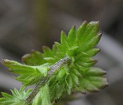 IMG_6797