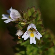 IMG_0581