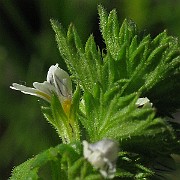 IMG_6916