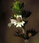 IMG_1756