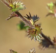 IMG_1761