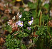 IMG_0236