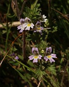 IMG_1176