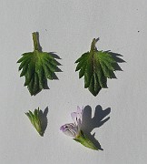 IMG_6255
