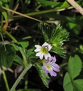 IMG_6972