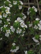IMG_3921