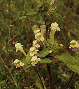 IMG_0463