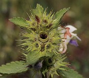 IMG_0464