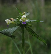 IMG_2565