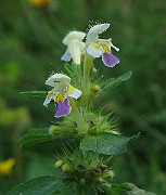 IMG_3705