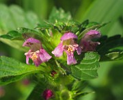 IMG_8021
