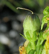 IMG_4463