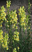 IMG_7806b
