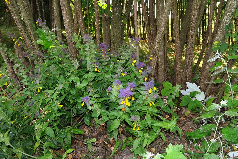 IMG_0829.JPG