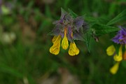 IMG_0650