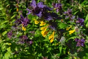 IMG_0831